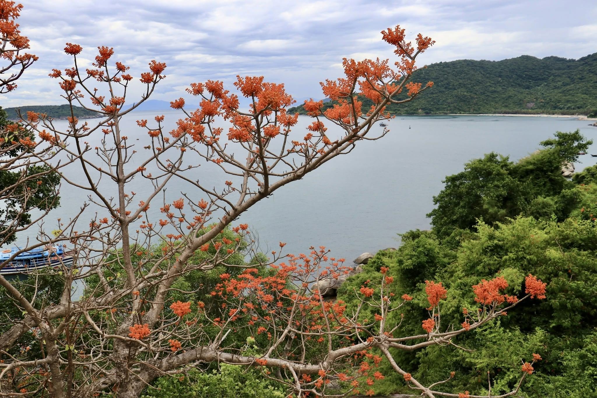 Cu Lao Cham Red Coral Tree Blossom Festival.jpg