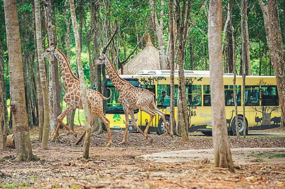 VINPEARL-SAFARI-PHU-QUOC.jpg